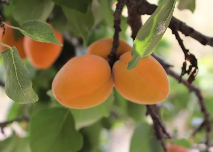 Weingut Thomas Brandl Bed and breakfast Strass (Waldviertel)